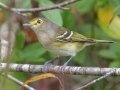 White-eyed Vireo - Land Between the Lakes National Recreation Area, Cadiz, Trigg County, Kentucky, September 26, 2020