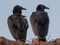 Black Vultures - 37032, Cedar Hill (Carter Trails), Robertson County, November 23, 2020