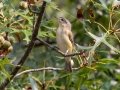 Warbling Vireo (Eastern?) - Paris Landing State Park, Henry County,  September 14, 2020