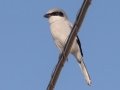 Loggerhead Shrike - Ogg Road, Robertson County, November 23, 2020