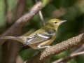 Bay-breasted Warbler - Lake Barkley WMA, Dover,  Stewart County, October 2, 2020