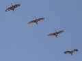 Sandhill Cranes - Ogg Road, Robertson County, November 23, 2020