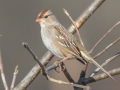 White-crowned Sparrow (juvenile) - Shelton Ferry WMA, Montgomery County, November 6, 2020