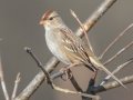 White-crowned Sparrow (juvenile) - Shelton Ferry WMA, Montgomery County, November 6, 2020