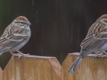 Chipping Sparrows - Yard Birds, Clarksville, Montgomery County, October 28, 2020