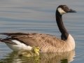 Canada Goose and Gosling - Dunbar Cave State Park, Montgomery County, June 15, 2020
