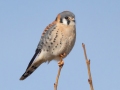 American Kestrel (male) - Liberty Park and Marina, Clarksville, Montgomery County, December 15, 2020