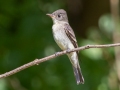 Eastern Wood-Pewee - Lake Barkley WMA, Dover,  Stewart County, October 2, 2020