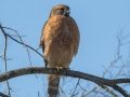 Red-shouldered Hawk - Cross Creeks NWR--Indian Mound, Dover, Stewart County, November 12, 2020