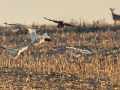 Snow Geese landing in a corn stubble field- 18 Tylertown Rd, Corn Stubble Field, Clarksville, Montgomery County, January 28, 2021