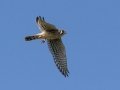 American Kestrel - Lake Barkley State Park,  Stewart County,  September 20, 2020