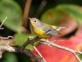 Magnolia Warbler - Dunbar Neighborhood, Clarksville, Montgomery County, September 27, 2020