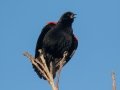 Red-winged Blackbird - Liberty Park and Marina, Clarksville, Montgomery County, November 7, 2020