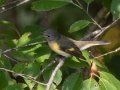 American Redstart (female) - Dunbar Neighborhood, Clarksville, Montgomery County, September 27, 2020