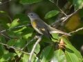 American Redstart (female) - Dunbar Neighborhood, Clarksville, Montgomery County, September 27, 2020