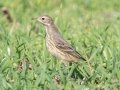 American Pipet - Cross Creeks NWR--Area 4, Dover, Stewart County, November 12, 2020