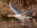 Domestic Goose - Liberty Park and Marina, Clarksville, Montgomery County, November 7, 2020