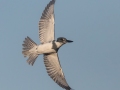 Belted Kingfisher (male) - Liberty Park and Marina, Clarksville, Montgomery County, November 7, 2020