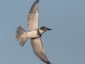 Belted Kingfisher (male) - Liberty Park and Marina, Clarksville, Montgomery County, November 7, 2020