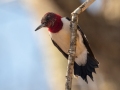 Red-headed Woodpecker (immature) - Paris Landing SP Campground, Henry County, January 29, 2021