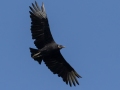 Black Vulture - Lake Barkley State Park,  Stewart County,  September 20, 2020