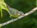 Warbling Vireo - Cheatham Dam, Cheatham County, Sept 12, 2021