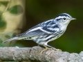 Black-and-white Warbler - Lake Barkley WMA, Stewart County, Sept 21, 2021