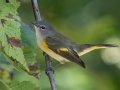 American Redstart - Lake Barkley WMA, Stewart County, Sept 21, 2021