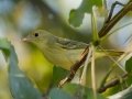 Yellow Warbler - Lake Barkley WMA, Stewart County, Sept 28, 2021