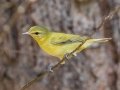 Tennessee Warbler - Cheatham Dam Recreation Area, Cheatham County, Sept 29, 2021