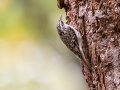 Brown Creeper -  Paris Landing SP--Campground, Henry County, Oct 29, 2021