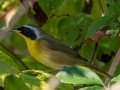 Common Yellowthroat - Lake Barkley WMA, Stewart County, Sept 27, 2021