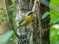 Common Yellowthroat - Cumberland River Bicentennial Trail, Cheatham County, Sept 12, 2021