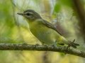 Warbling Vireo - Cheatham Dam, Cheatham County, Sept 12, 2021