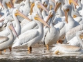 American White Pelicans -  Dyer Creek Boat Dock Rd, Dover US-TN 36.50046, -87.83092, Stewart  County, Oct 24, 2021