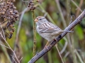 White-crowned Sparrow - Bells Bend Park, Davidson County, Oct 27, 2021