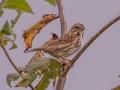 Song Sparrow - Bells Bend Park, Davidson County, Oct 28, 2021