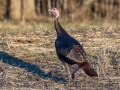Wild Turkey - 18 Tylertown Rd, Corn Stubble Field, Clarksville, Montgomery County, January 28, 2021