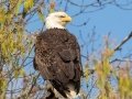Bald Eagle (nesting pair) - Fort Donelson National Battlefield, Stewart County, March 28, 2021