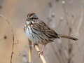 Song Sparrow - Shelton Ferry Rd., Clarksville,Montgomery County, January 17, 2021