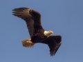 Bald Eagle - Cross Creeks NWR - Woodpecker Interpretive Trail, Stewart County, March 19, 2021