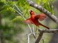 Northern Cardinal - Barkley WMA, Stewart County, April 7, 2021