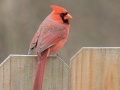 Northern Cardinal (male) - Yard Birds, Clarksville, Montgomery County, February 9, 2021