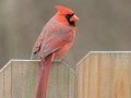 Northern Cardinal (male) - Yard Birds, Clarksville, Montgomery County, February 9, 2021