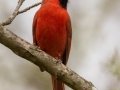 Northern Cardinal - Barkley WMA, Stewart County, April 7, 2021