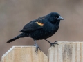 Red-winged Blackbird (male) - Yard Birds, Clarksville, Montgomery County, February 9, 2021