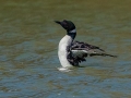 Common Loon (breeding plumage) - Paris Landing State Park, Henry County, March 28, 2021