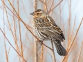 Red-winged Blackbird (female) - Liberty Park and Marina, Clarksville, Montgomery County, February 21, 2021