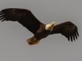 Bald Eagle - Cross Creeks NWR,  Stewart County, March 22, 2021