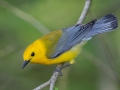 Prothonotary Warbler - Tennessee NWR - Duck River Unit - Pool 2, Clear Lake, Humphreys County, May 15, 2021